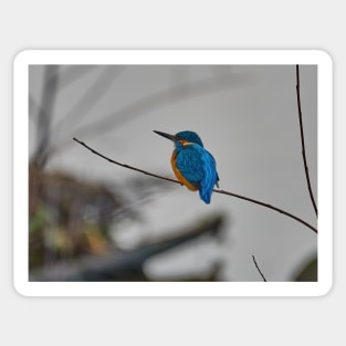 Kingfisher Sticker